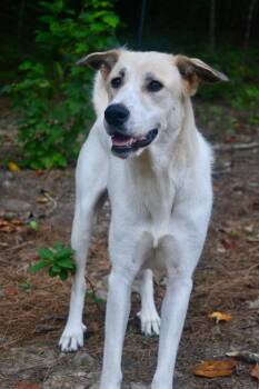 Rescue Great Pyrenees and Labrador Retriever Dogs for Adoption in Indian Springs Village, Alabama - Rosie | PetCurious