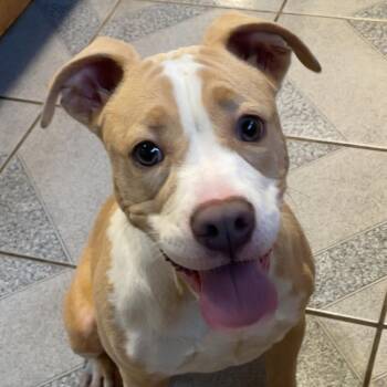 Danish -  Pit Bull Terrier and Mixed Breed Dog for Adoption in Normal, Illinois - Danish | PetCurious