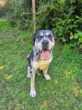 Kingston -  Catahoula Leopard Dog and Cane Corso Dog for Adoption in Crescent City, California - Kingston | PetCurious