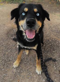 Loki -  Shepherd Dog for Adoption in Woodstock, Ontario - Loki | PetCurious
