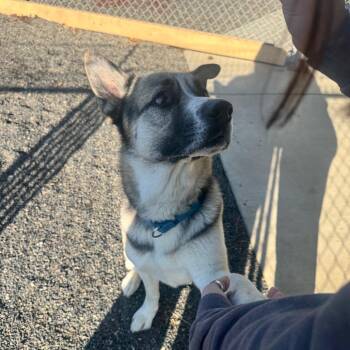 Mr. Frumpus -  German Shepherd Dog and Mixed Breed Dog for Adoption in Pullman, Washington - Mr. Frumpus | PetCurious