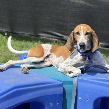 BAYOU -  English Coonhound and Mixed Breed Dog for Adoption in Barnstable, Massachusetts - BAYOU | PetCurious