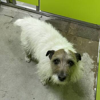 Parson Russell Terrier Dogs Available for Adoption in Spokane, Washington - Eddie | PetCurious