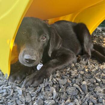 Coconut -  Labrador Retriever Dog for Adoption in Normal, Illinois - Coconut | PetCurious