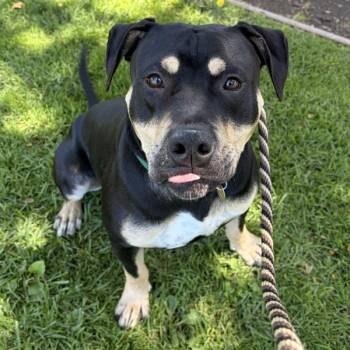 Terk -  Pit Bull Terrier Dog for Adoption in Dublin, California - Terk | PetCurious