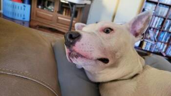 Pit Bull Terrier and Labrador Retriever Dogs Available for Adoption - Gambit | PetCurious