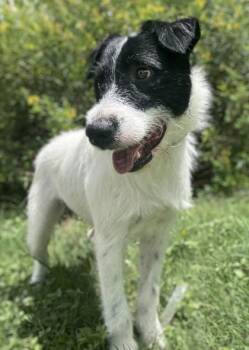 Zorro -  Terrier and Mixed Breed Dog for Adoption in San Antonio, Texas - Zorro | PetCurious