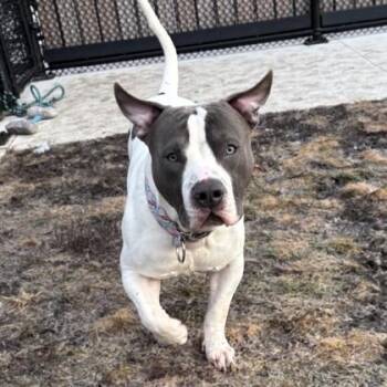 Pit Bull Terrier and Mixed Breed Dogs Available for Adoption - Vinny | PetCurious