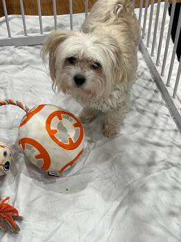 Fluffy -  Shih Tzu Dog for Adoption in Margate, Florida - Fluffy | PetCurious