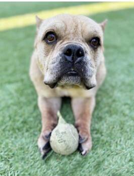 Rescue Bulldog Dogs for Adoption in Los Angeles, California - Ajax | PetCurious