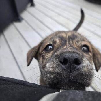 Mixed Breed Dogs Available for Adoption in Saskatoon, Saskatchewan - Sage | PetCurious