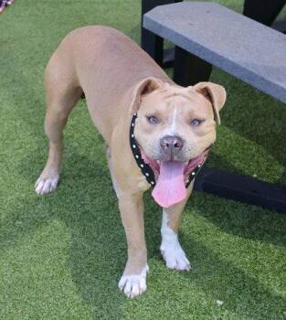 Sundance Athens -  American Bulldog Dog for Adoption in Rockaway, New Jersey - Sundance Athens | PetCurious
