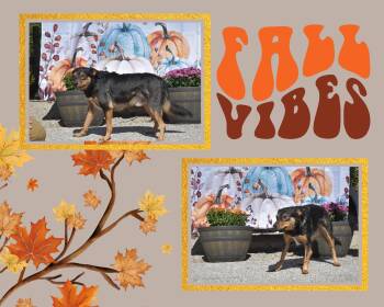 Rescue Australian Shepherd Dogs for Adoption in Brooksville, Kentucky - Tonka | PetCurious