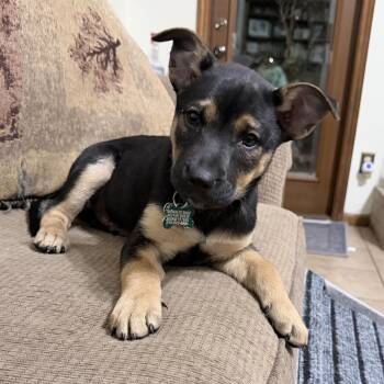 Copper -  Catahoula Leopard Dog and Shepherd Dog for Adoption in Boerne, Texas - Copper | PetCurious