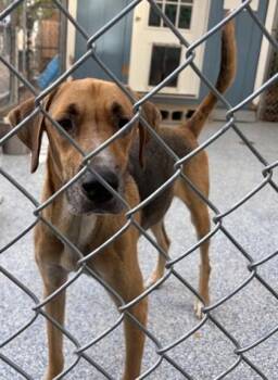BUDDY -  Mixed Breed Dog for Adoption in Fernandina Beach, Florida - BUDDY | PetCurious