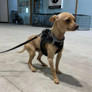Chito -  Chihuahua Dog Available for Adoption in Harlingen, Texas - Chito | PetCurious