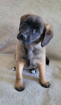 Hound Dogs Available for Adoption - Mackinac  | PetCurious