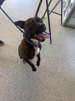 Pit Bull Terrier and Mixed Breed Dogs Available for Adoption in Columbus, Indiana - Nina | PetCurious