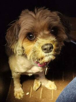 Shih Tzu Dogs Available for Adoption in Dayton, Minnesota - Maybelline | PetCurious