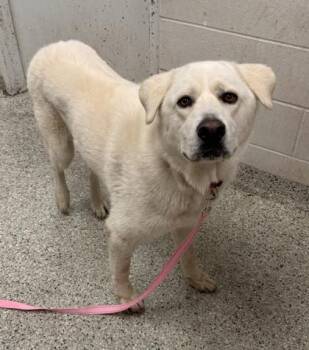 Alaska -  Great Pyrenees and Mixed Breed Dog for Adoption in Kansas City, Missouri - Alaska | PetCurious