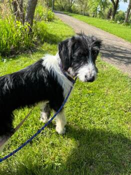 Standard Poodle Dogs Available for Adoption in Gilberts, Illinois - Tilly | PetCurious