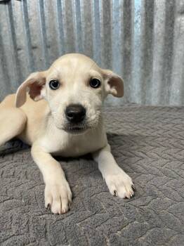Honey -  Terrier Dog for Adoption in Polson, Montana - Honey | PetCurious
