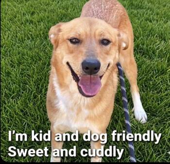 Black Mouth Cur and Golden Retriever Dogs Available for Adoption in Roswell, Georgia - Sunny Boo | PetCurious