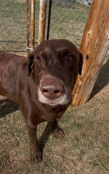 Chocolate Labrador Retriever Dogs Available for Adoption in Wetaskiwin, Alberta - Kairo | PetCurious