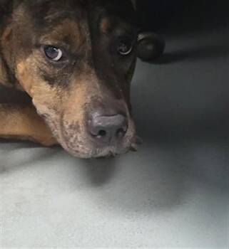 Pit Bull Terrier Dogs Available for Adoption in St. Cloud, Florida - TOM | PetCurious