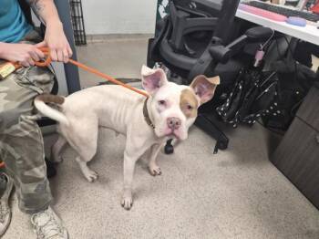 Coco Linda -  Mixed Breed Dog for Adoption in New York, New York - Coco Linda | PetCurious