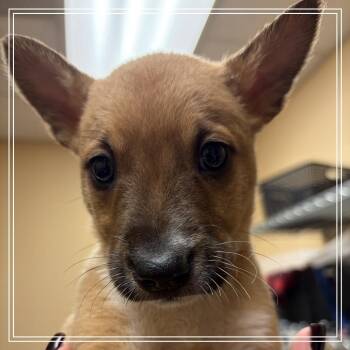 FWT Tiki -  Shepherd and Mixed Breed Dog for Adoption in Midland, Texas - FWT Tiki | PetCurious