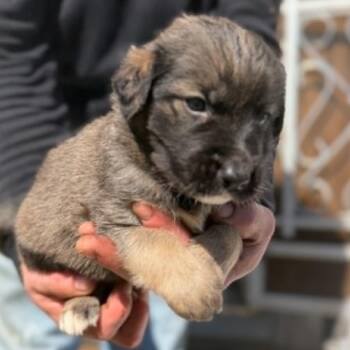 Husky and Chocolate Labrador Retriever Dogs Available for Adoption in Oakville, Washington - Beasty | PetCurious