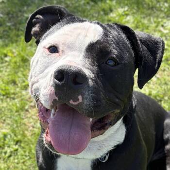 Pit Bull Terrier Dogs Available for Adoption in Jefferson, Wisconsin - Onyx | PetCurious