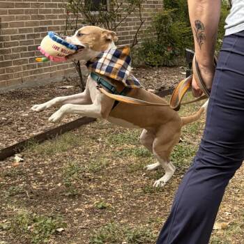 Barney -  Pit Bull Terrier Dog for Adoption in San Antonio, Texas - Barney | PetCurious