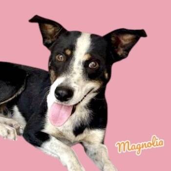 Rescue Australian Cattle Dog Blue Heeler and Mixed Breed Dogs for Adoption in Scottsdale, Arizona - Magnolia | PetCurious
