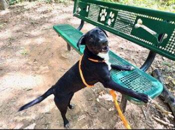 PALI -  Labrador Retriever Dog for Adoption in Clyde, North Carolina - PALI | PetCurious
