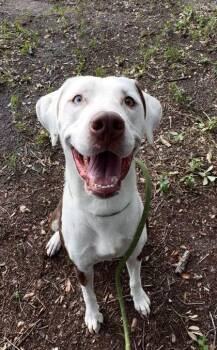 Tex - 2 -  Pointer and Mixed Breed Dog for Adoption in Daytona Beach, Florida - Tex - 2 | PetCurious