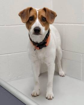 Candy -  Jack Russell Terrier and Beagle Dog for Adoption in Fremont, Michigan - Candy | PetCurious
