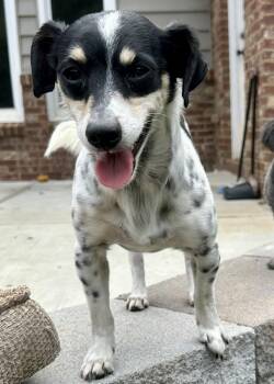 Rescue Dachshund and Terrier Dogs for Adoption in Lawrenceville, Georgia - Lieutenant | PetCurious