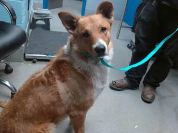 Border Collie and Mixed Breed Dogs Available for Adoption in Albuquerque, New Mexico - TEDDY | PetCurious
