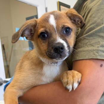 Waldo -  Border Collie and Pug Dog for Adoption in Nashville, Tennessee - Waldo | PetCurious
