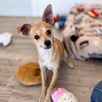 Lemon -  Terrier and Mixed Breed Dog for Adoption in Green Bay, Wisconsin - Lemon | PetCurious