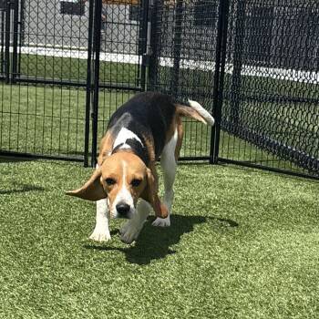 Ana 8431 -  Beagle Dog for Adoption in Loxahatchee Groves, Florida - Ana 8431 | PetCurious