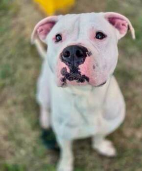 Rescue Mixed Breed Dogs for Adoption in Fort Worth, Texas - Zeus | PetCurious