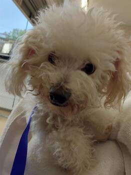 KIKO -  Poodle Dog Available for Adoption in Chula Vista, California - KIKO | PetCurious