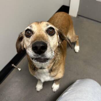 Mac Daddy -  Beagle and Mixed Breed Dog for Adoption in Normal, Illinois - Mac Daddy | PetCurious