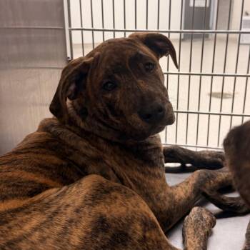 Pit Bull Terrier Dogs Available for Adoption in Indianapolis, Indiana - Hoss | PetCurious