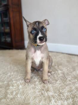 Annie Alberts -  German Shepherd Dog and Mixed Breed Dog for Adoption in Houston, Texas - Annie Alberts | PetCurious