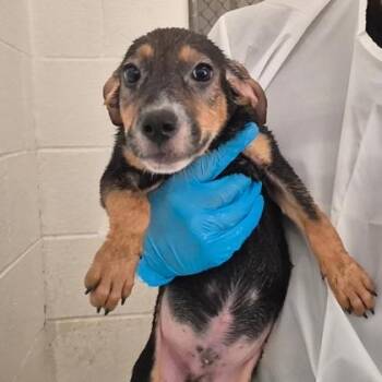 Elmo -  Australian Shepherd and Mixed Breed Dog for Adoption in Morton Grove, Illinois - Elmo | PetCurious