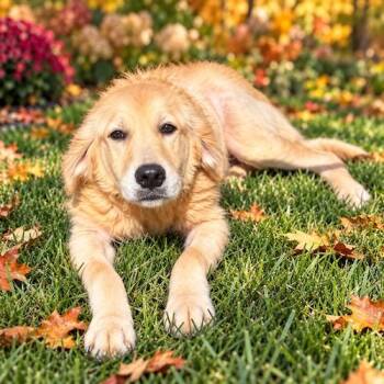 Stella 23 -  Yellow Labrador Retriever and Golden Retriever Dog for Adoption in Killingworth, Connecticut - Stella 23 | PetCurious